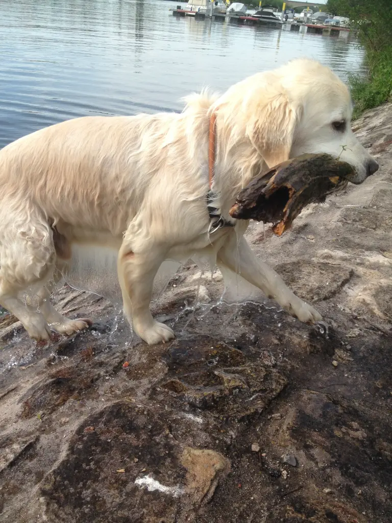 Image from Finn
