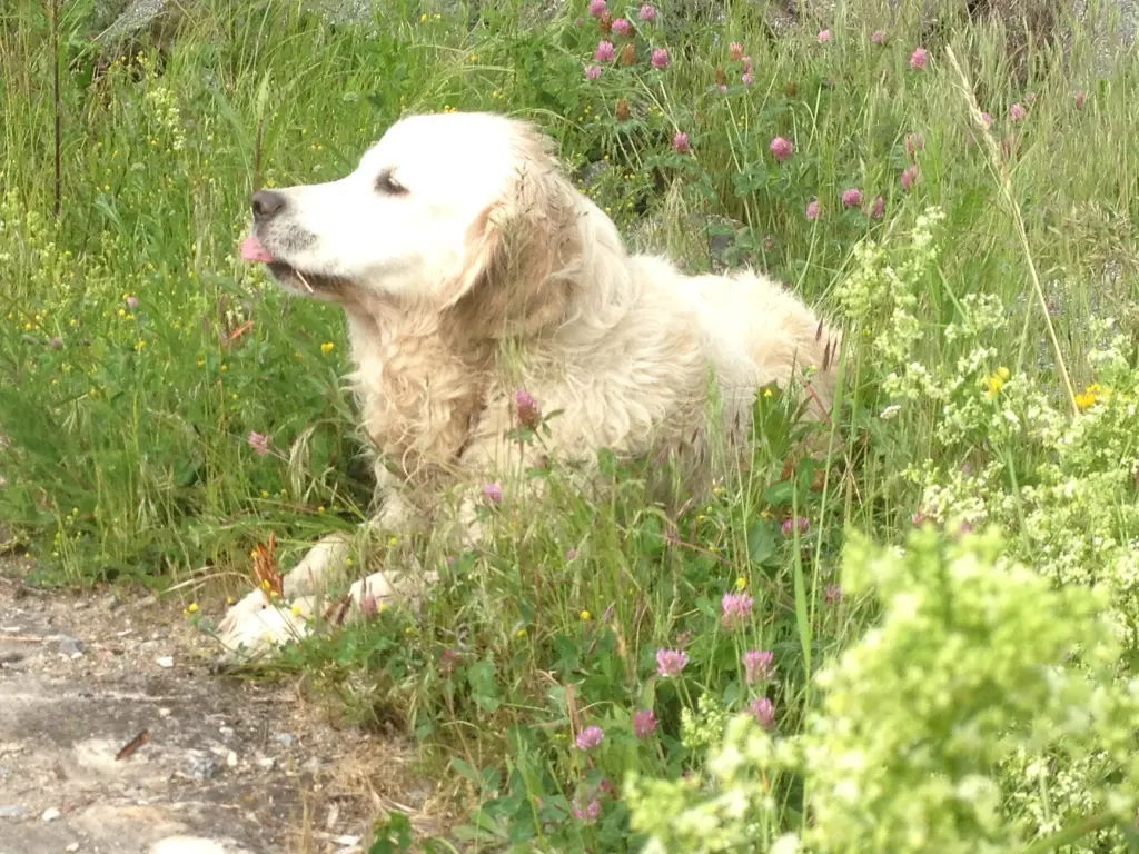 Image from Finn