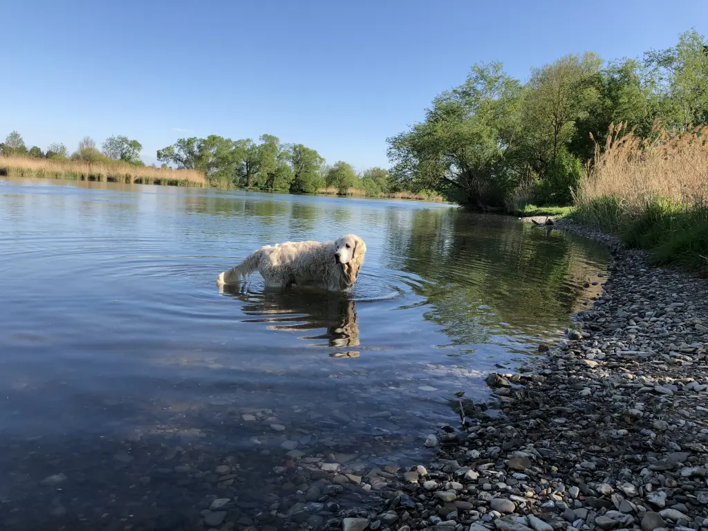 Image from Finn