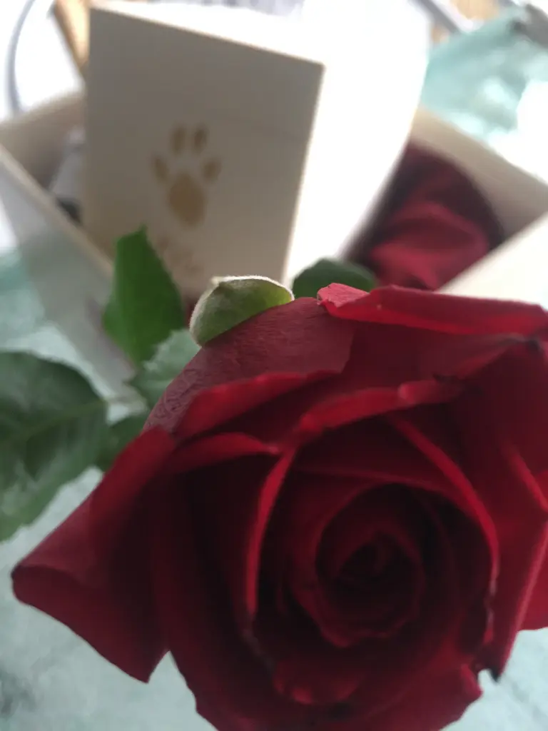 Image from Mo