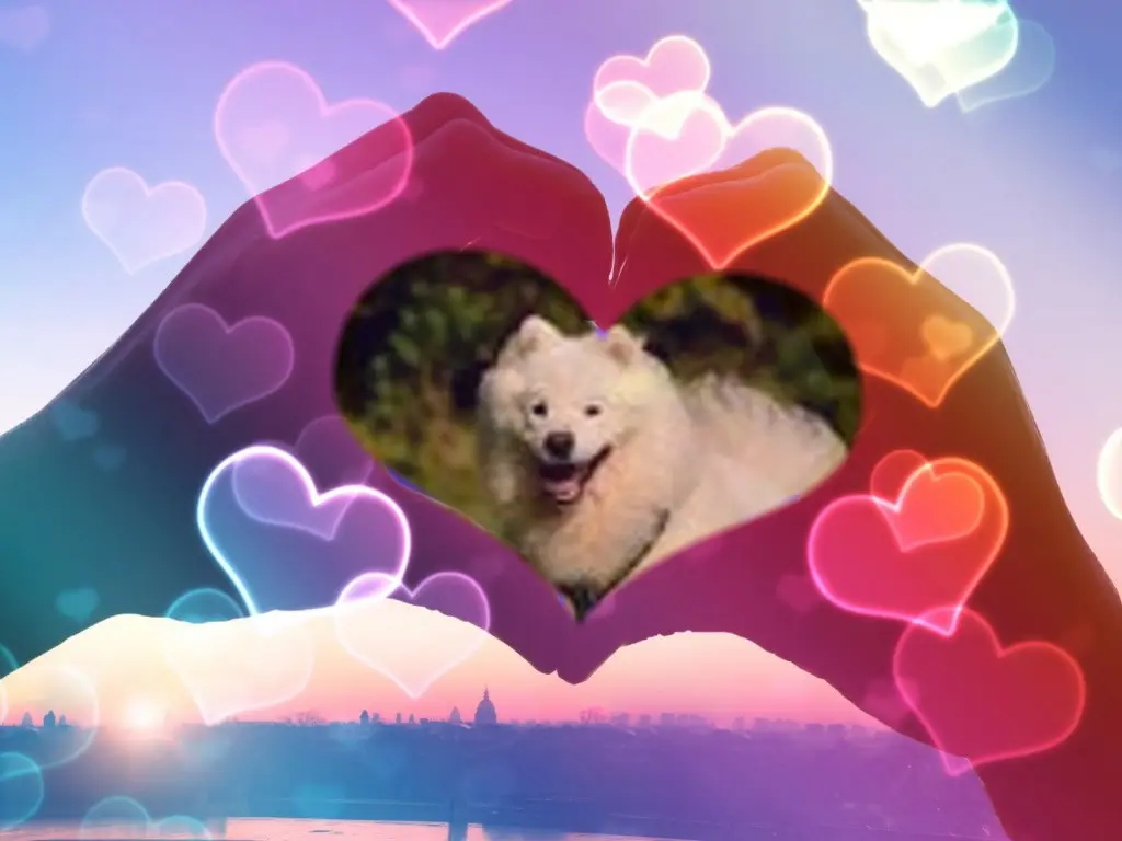 Condolence image of Fur Snowylein❤️⭐️