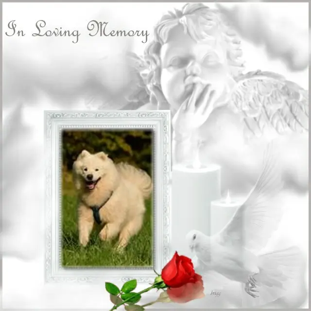Condolence image of Fur Snowylein❤️⭐️