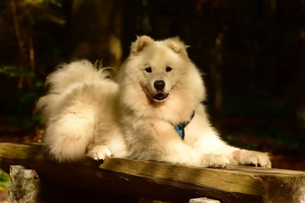 Condolence image of Anna mit Snowy im Herzen