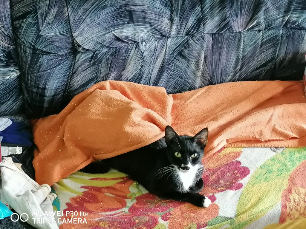 Image from Felix