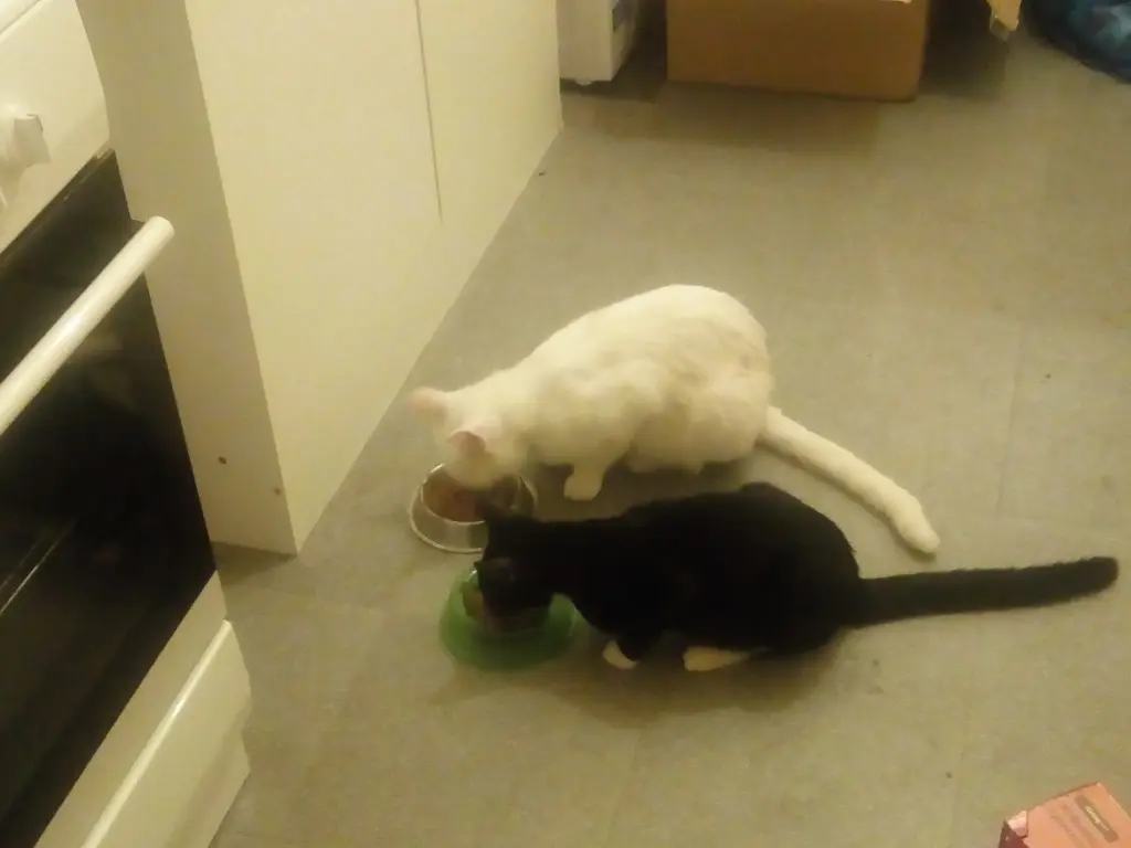Image from Felix