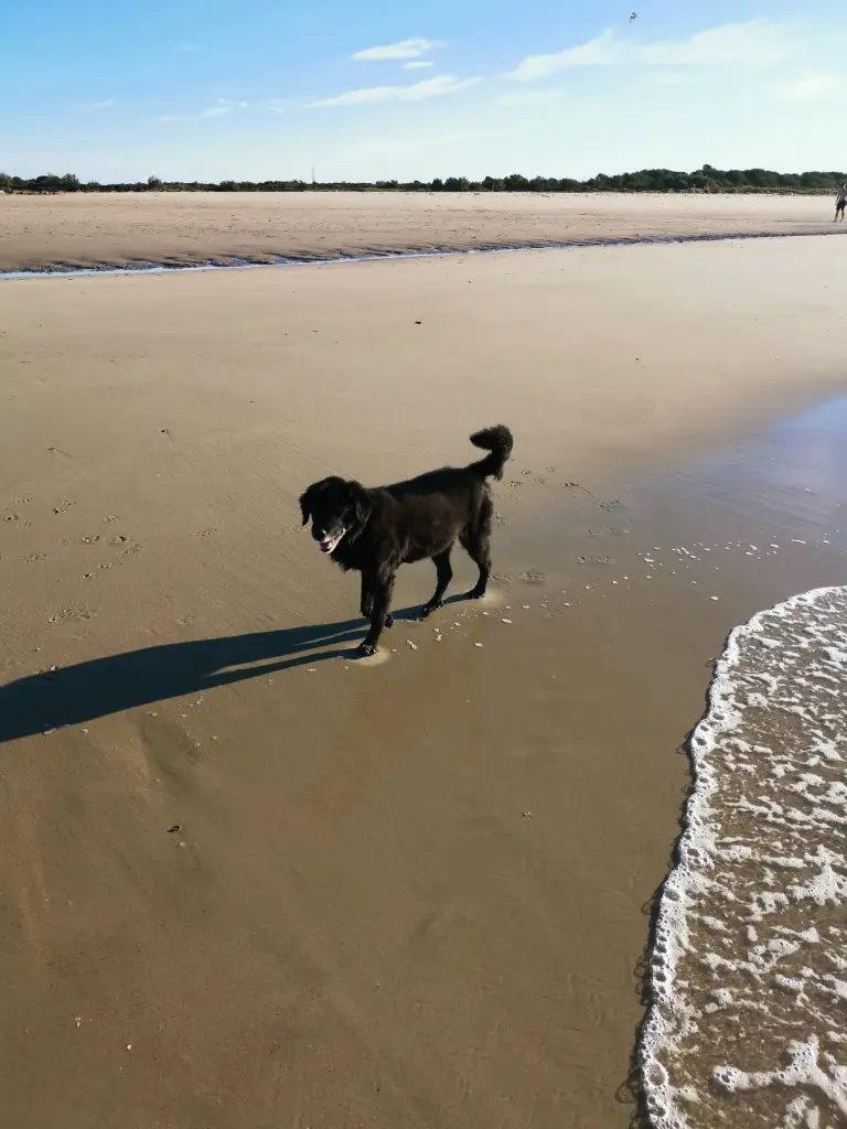 Image from Balou