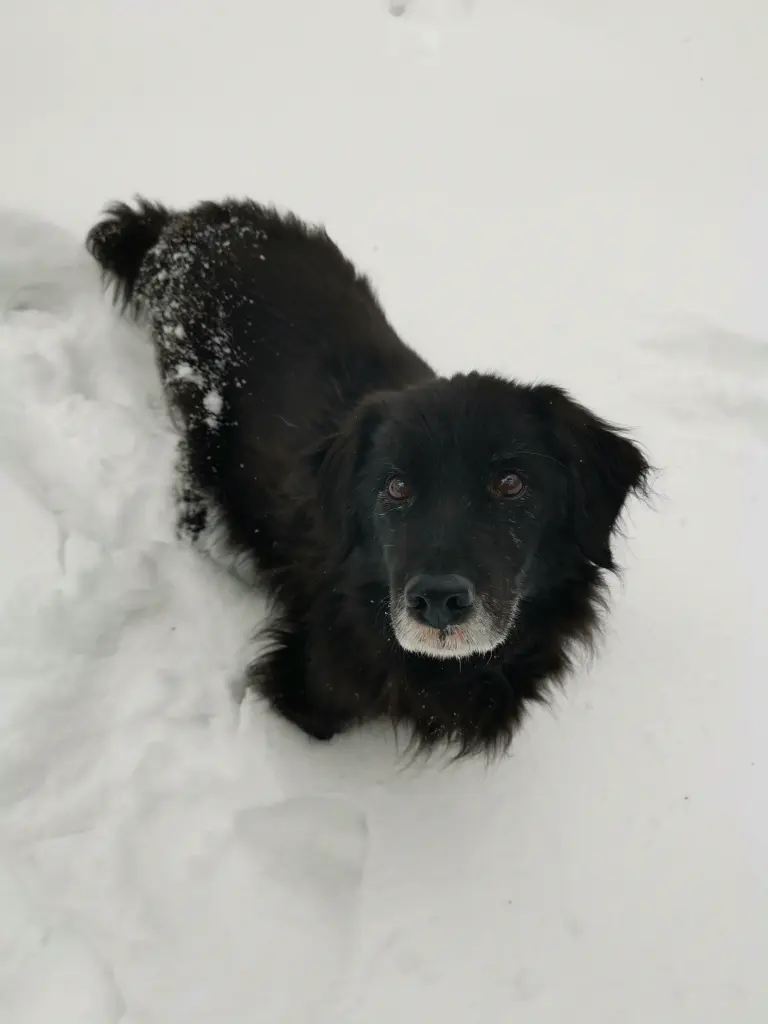 Image from Balou