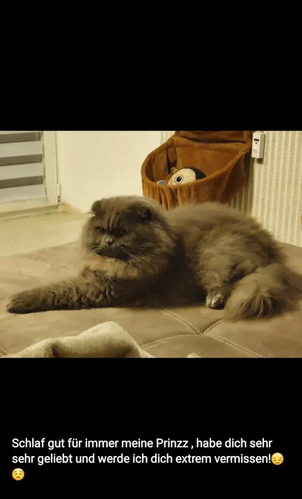 Image from Fluffy