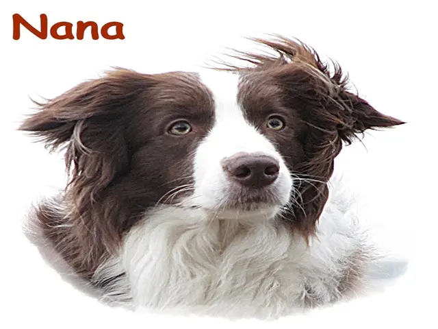 Image from Nana