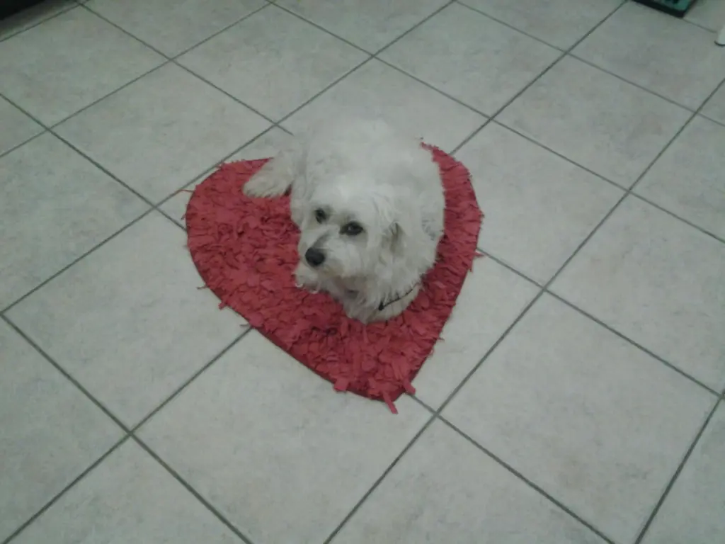 Image from Aki