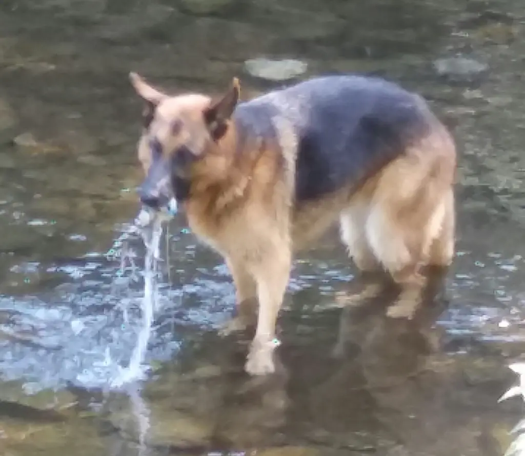 Image from Balou