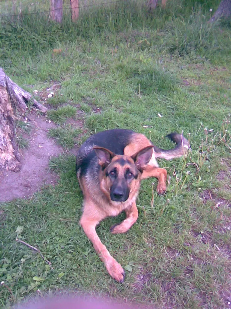 Image from Balou