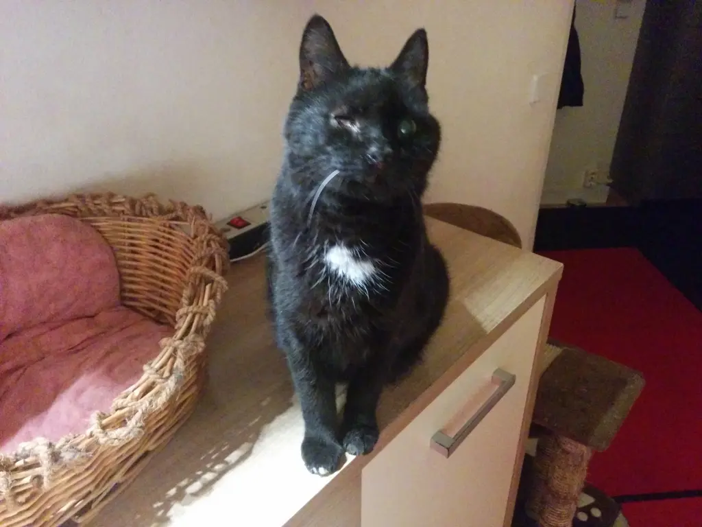 Image from Schnitzel