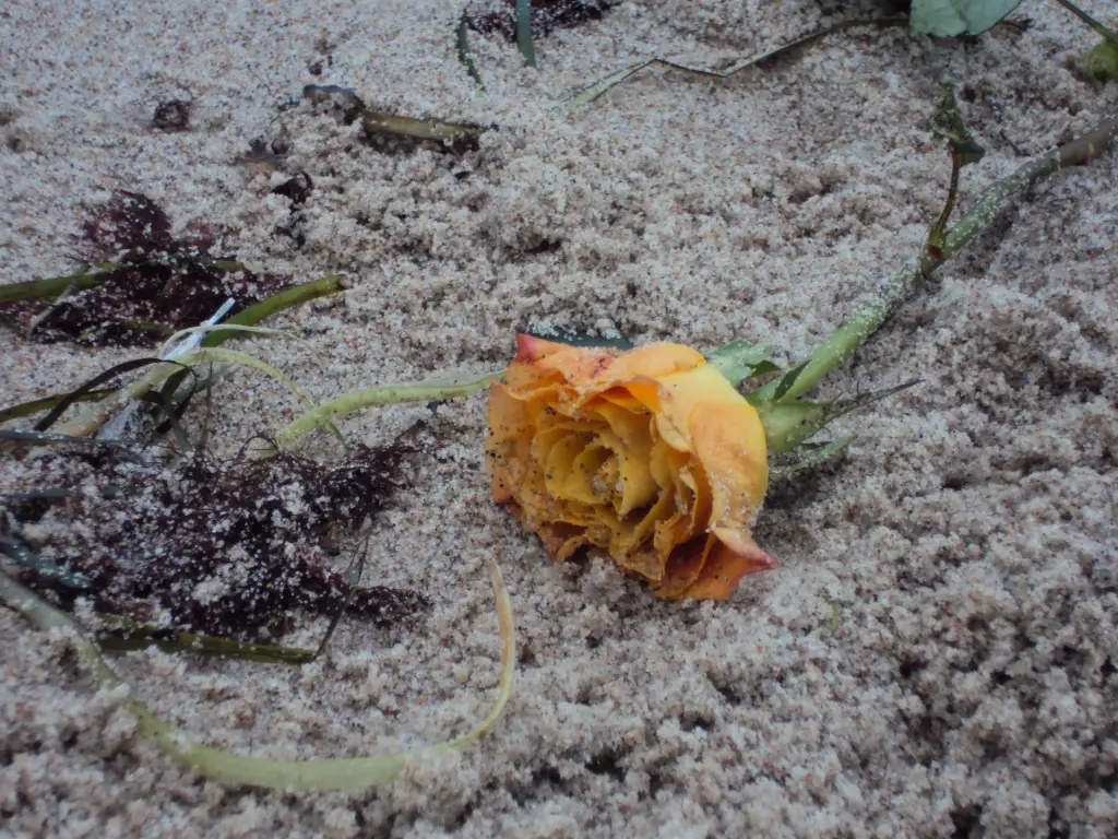 Image from Dina und Alice