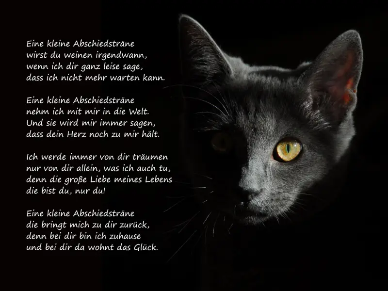 Condolence image of Katrin und Katzi im ❤️