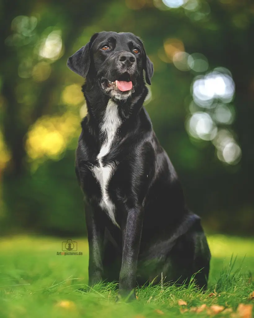 Condolence image of Heike für Frodo