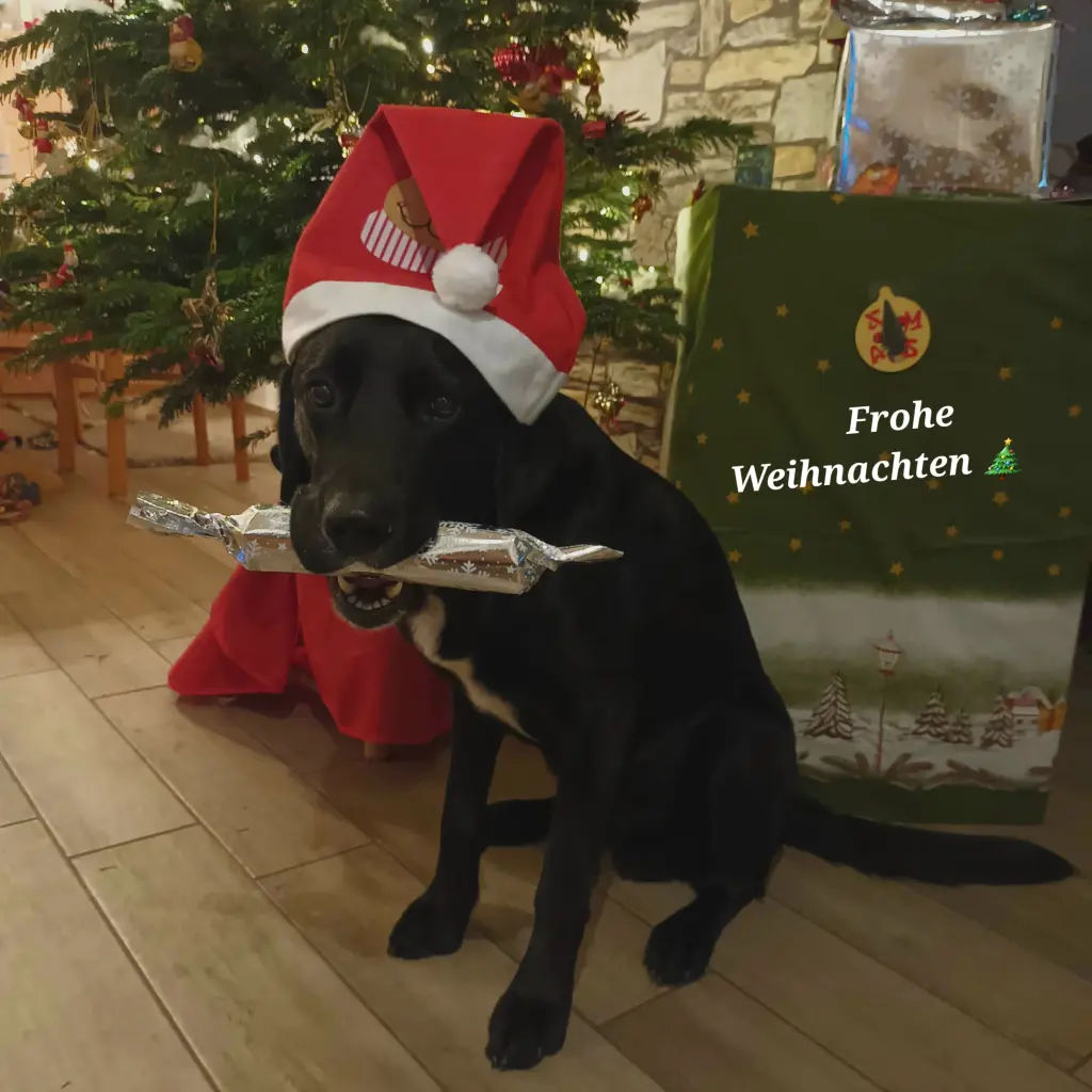 Condolence image of Heike für Frodo