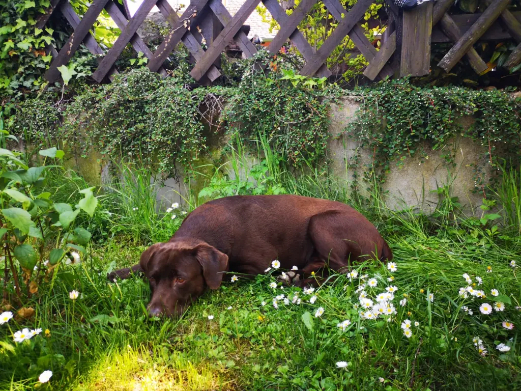 Image from Frodo
