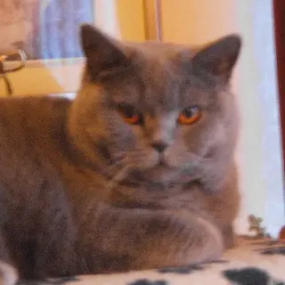 Image from Sunny