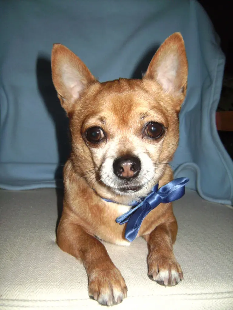 Condolence image of Irene mit Seelenhund *Jimmy * ganz tief im Herzen