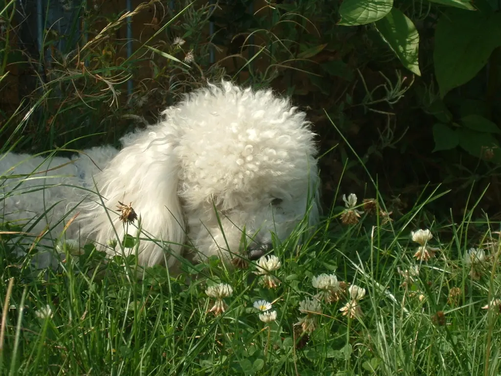 Image from Puli