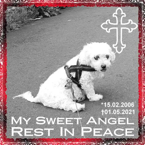 Image from Sammy Buettgenbach
