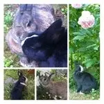 Condolence image of Rosen für Schnuffel