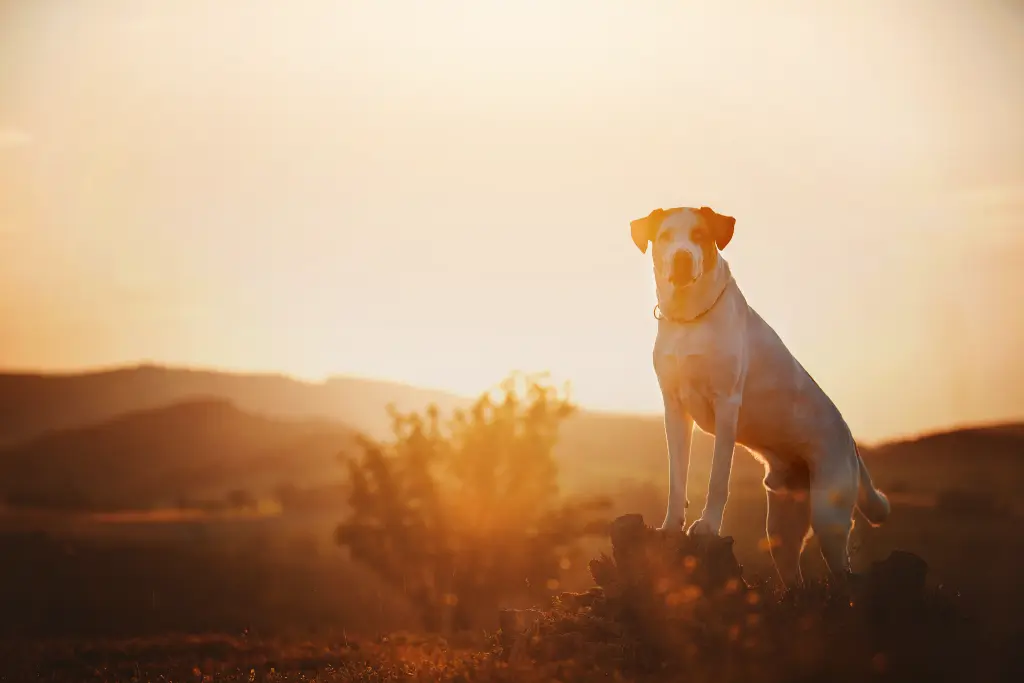 Image from Scotch