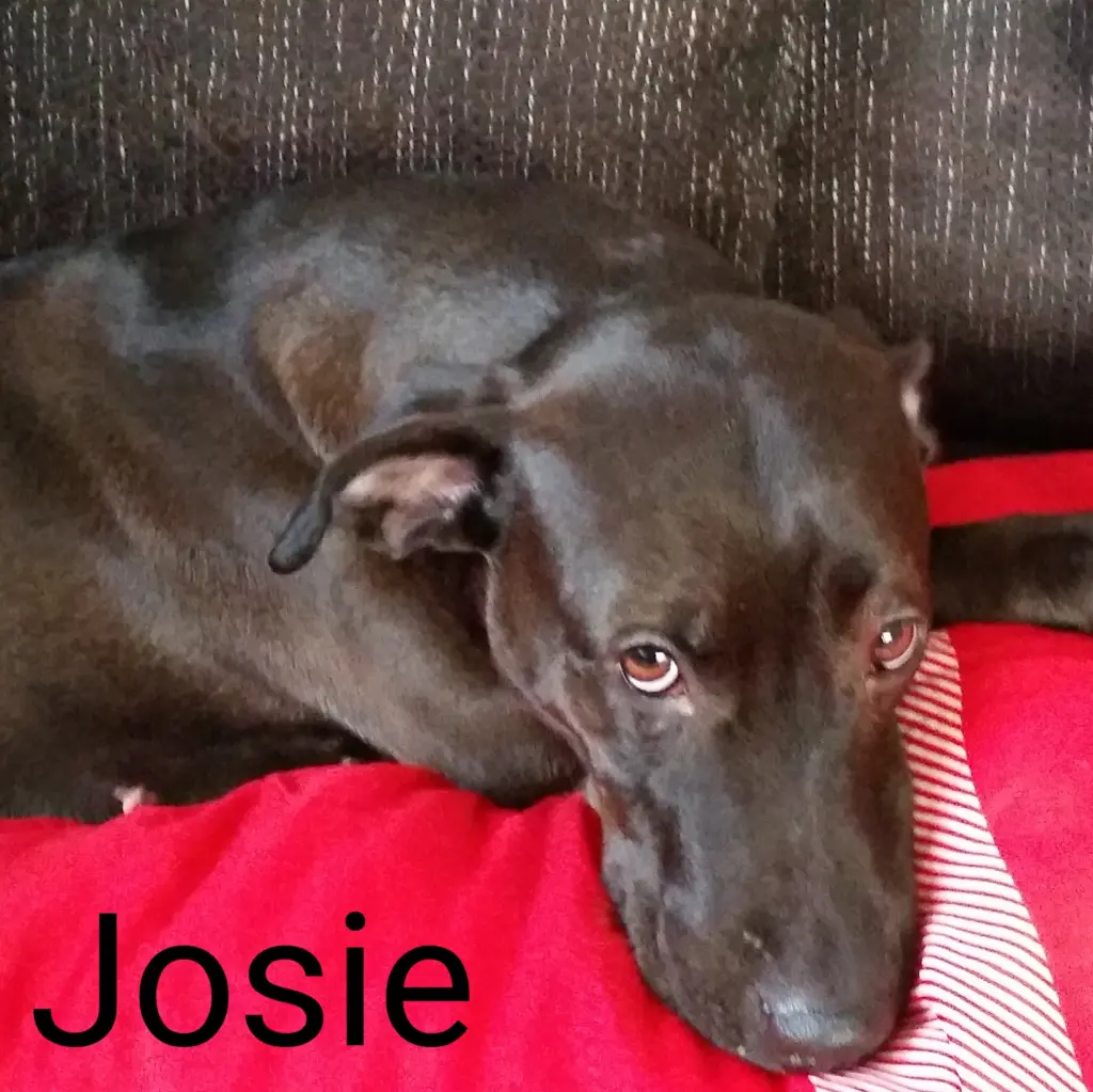 Image from Josie