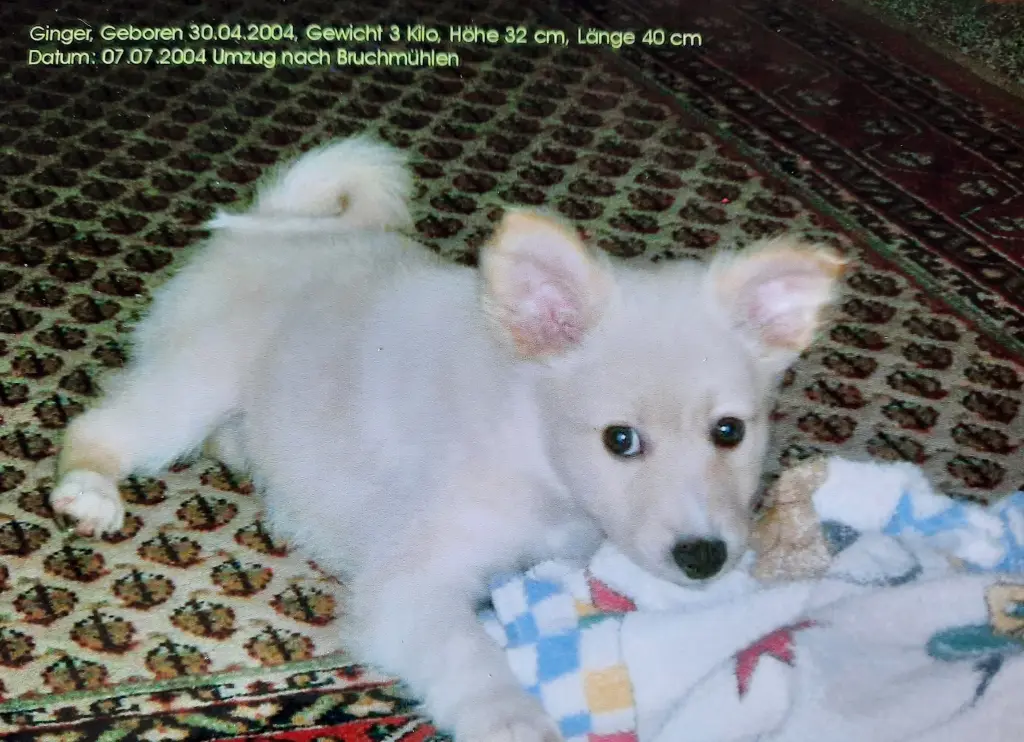Image from Ginger