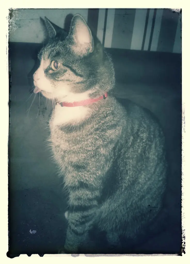 Image from Silvester
