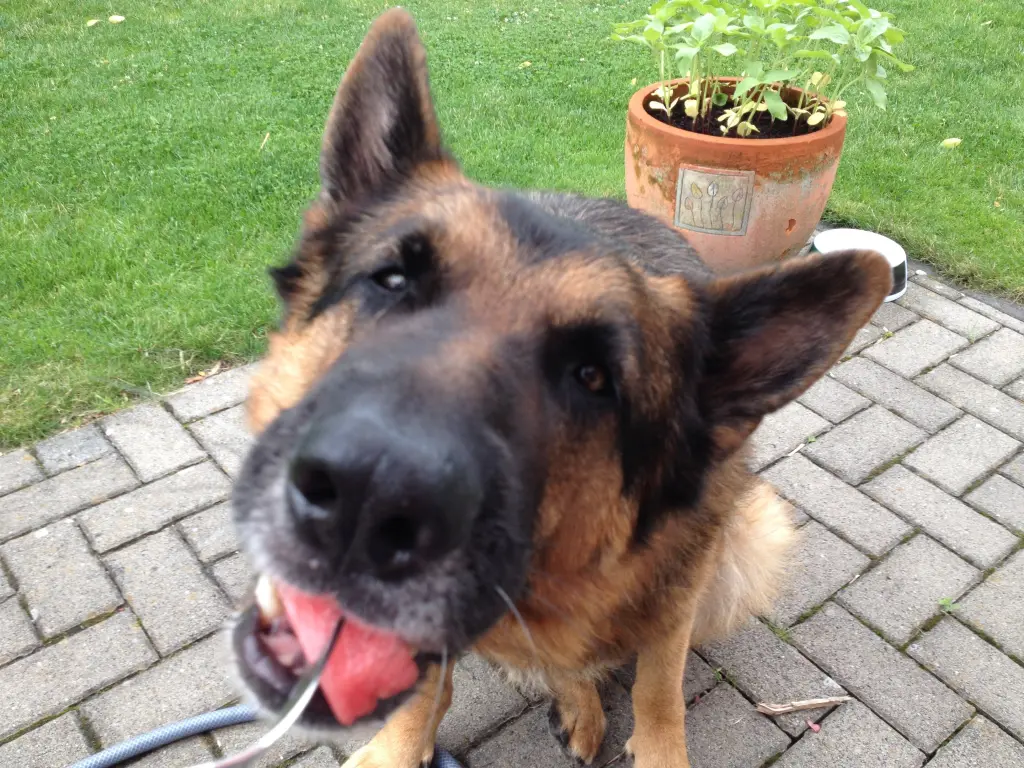 Image from Gismo