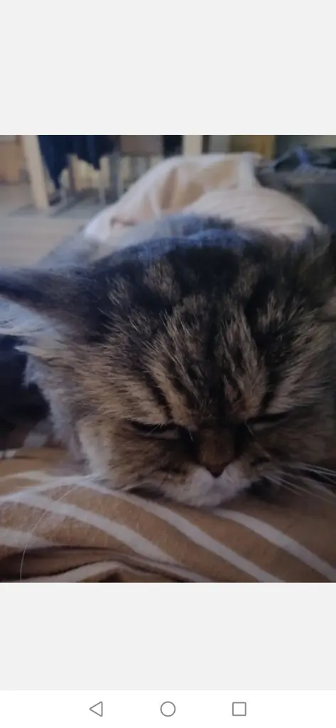Image from Garfield