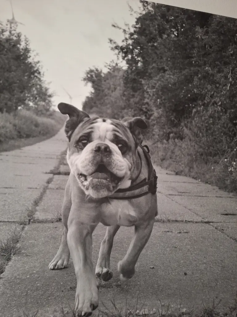 Condolence image of Conny 