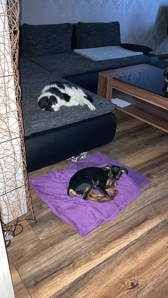 Image from Felix