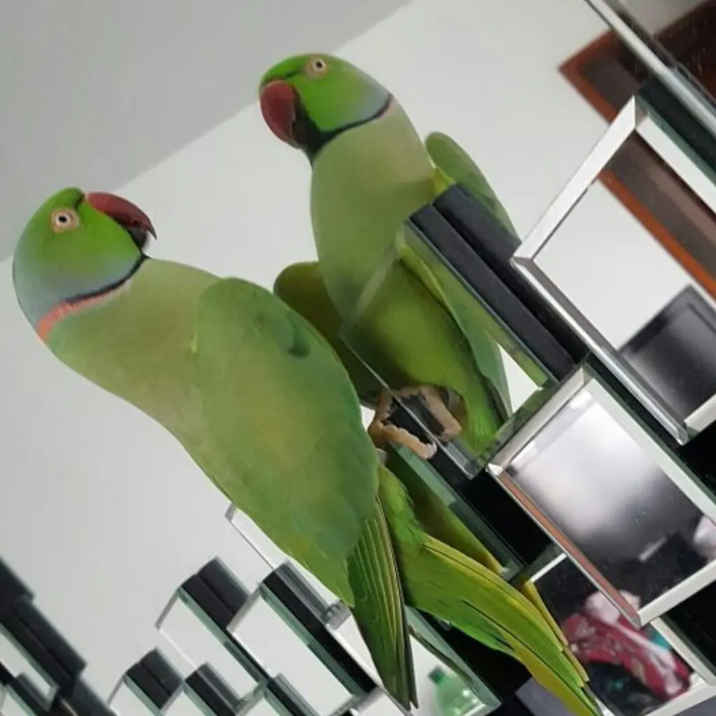 Image from KIWI