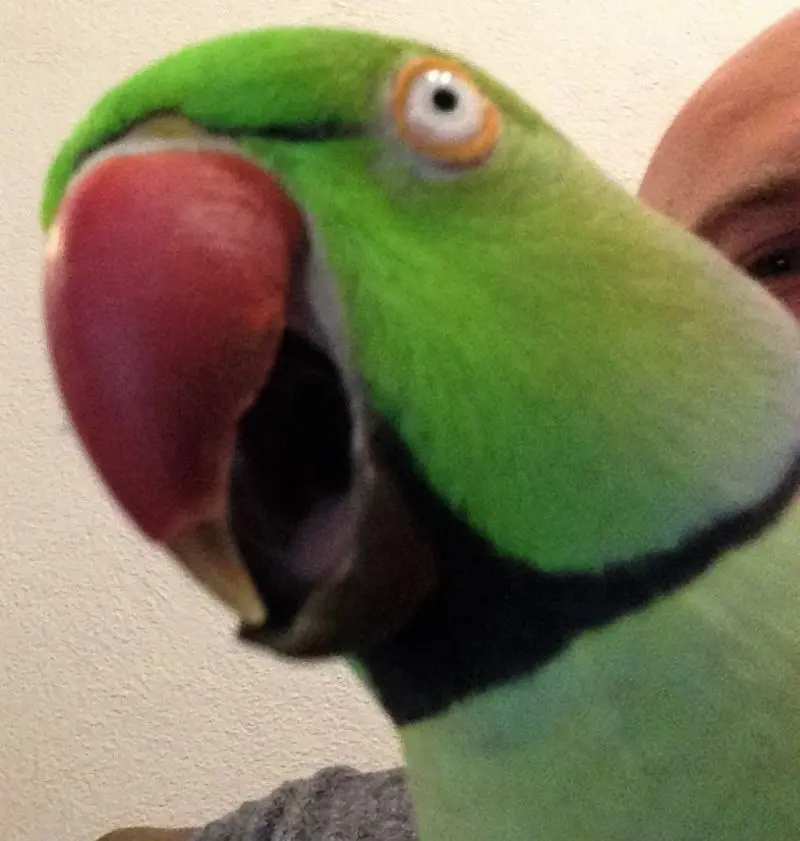 Image from KIWI