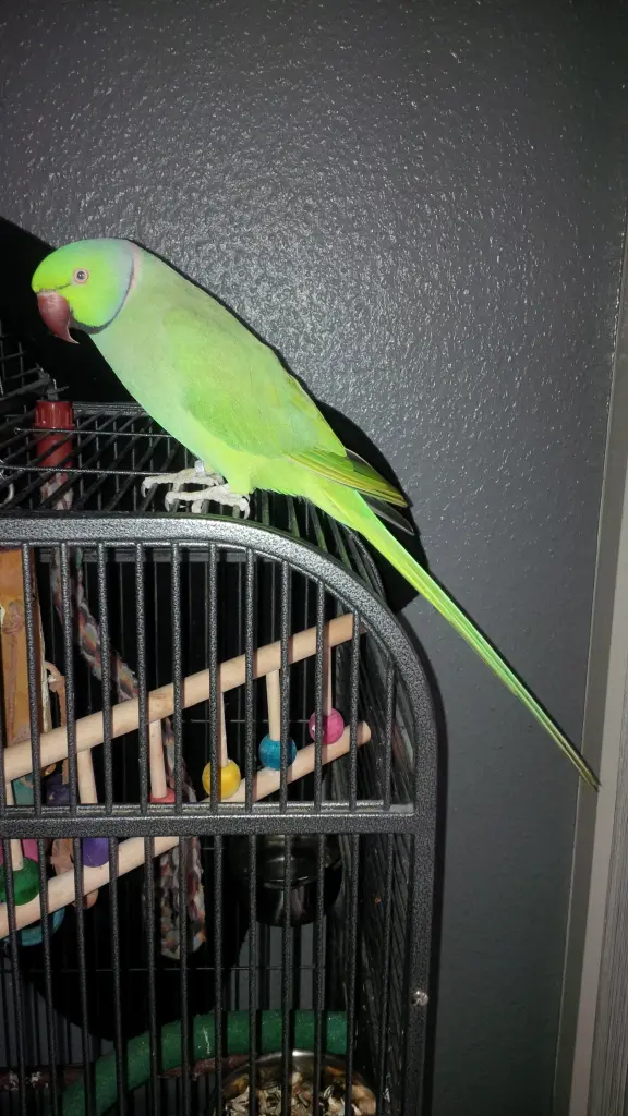 Image from KIWI