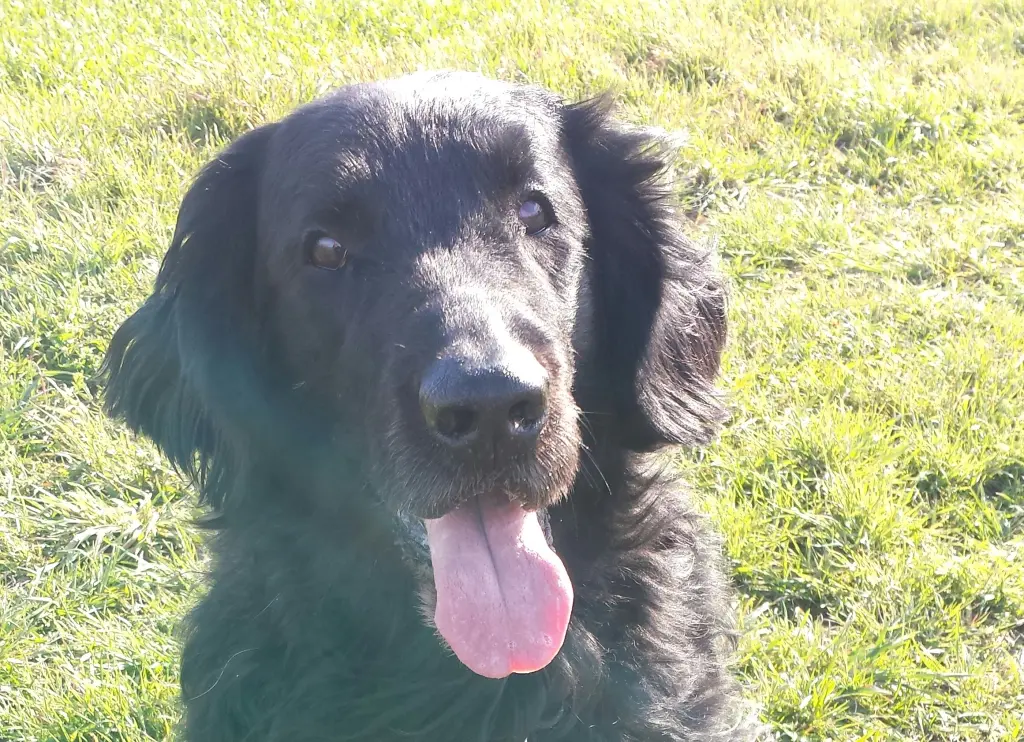Image from Sancho