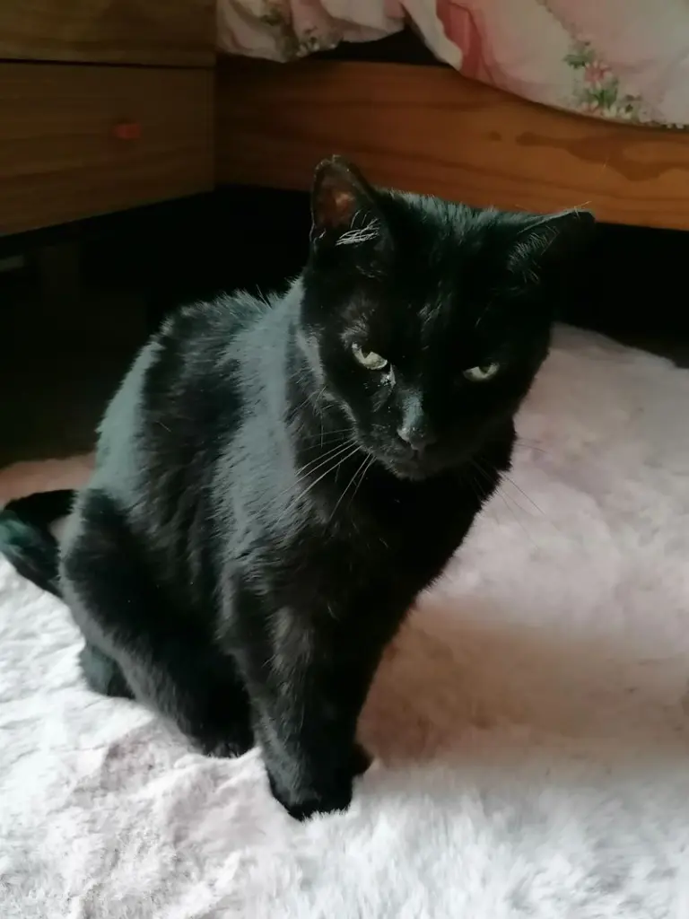 Andachtsbild von Andrea