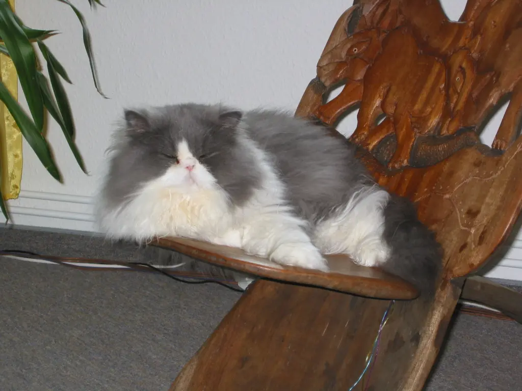 Condolence image of Thomas Wittig