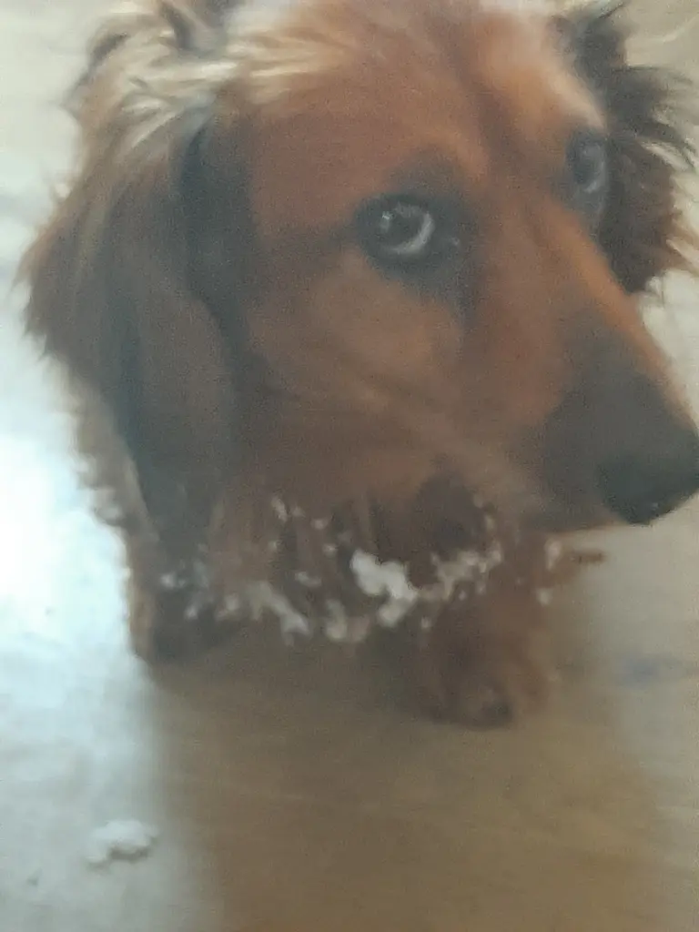 Image from Dobby