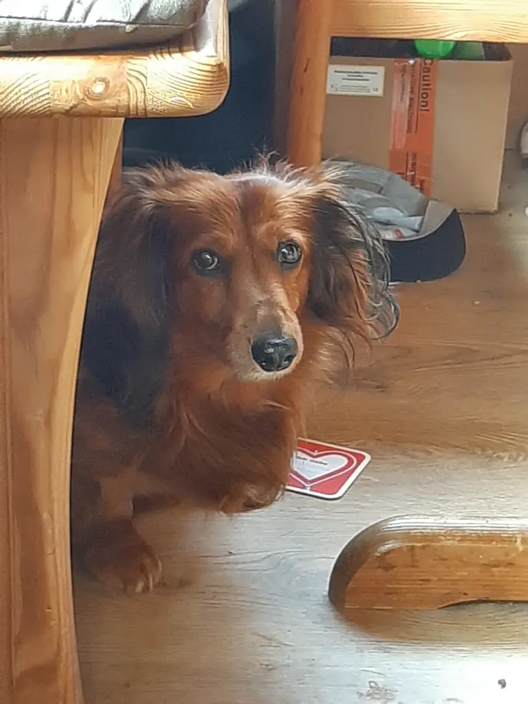 Image from Dobby