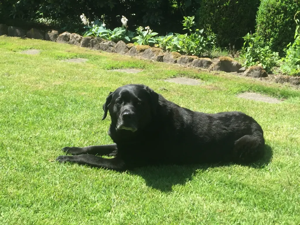 Image from Lea