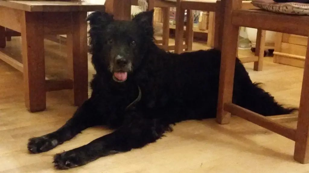 Image from Curly
