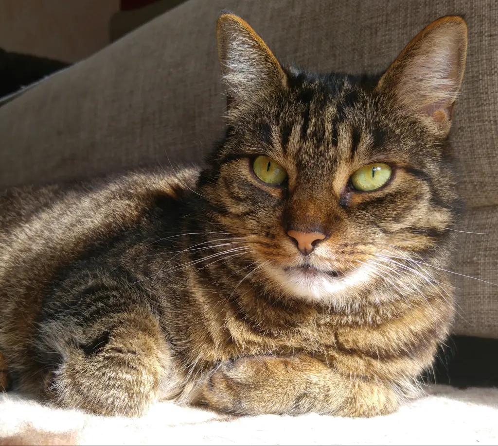 Image from Tubby