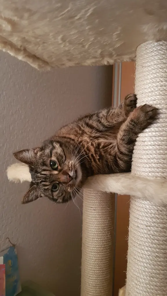 Image from Tubby