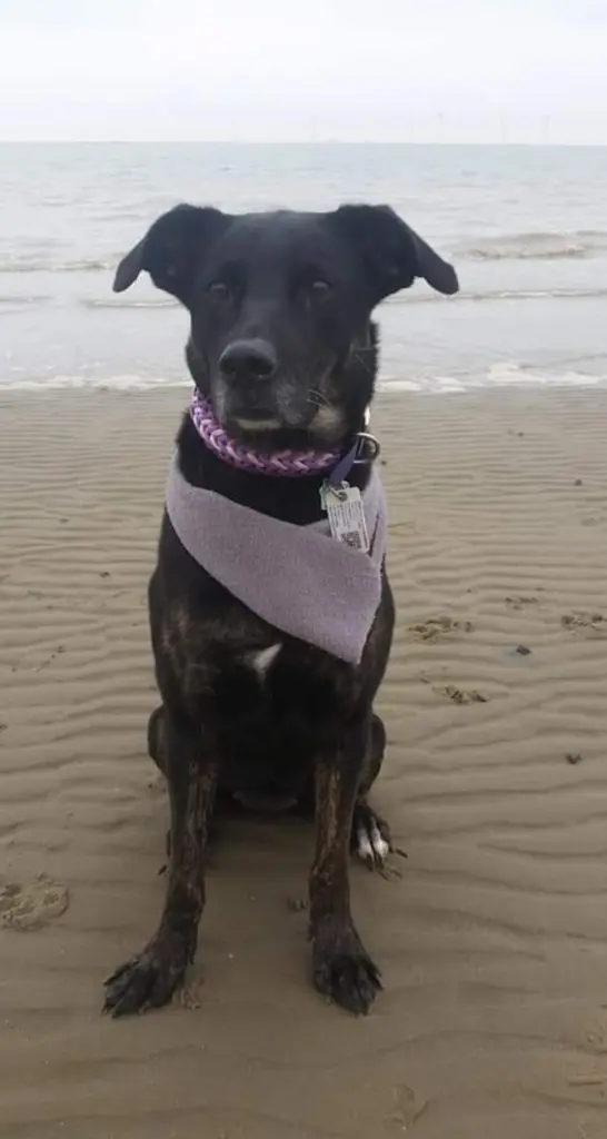 Image from Scully