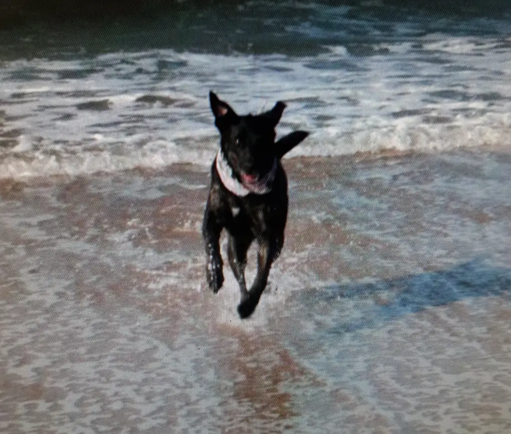 Image from Scully