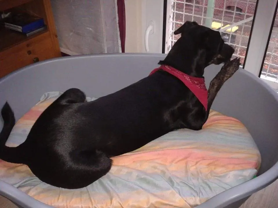 Image from Scully